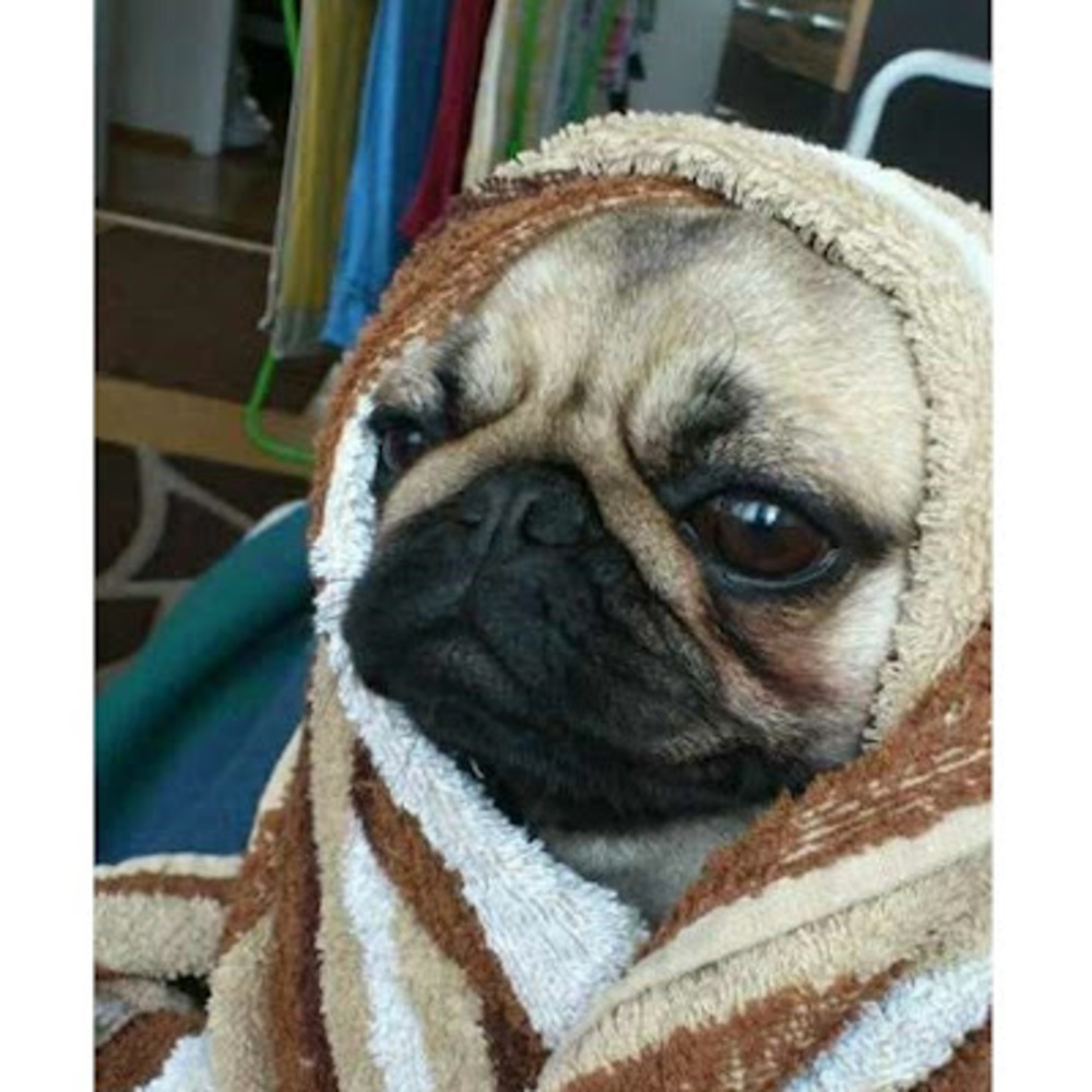 Meet your Posher, hope